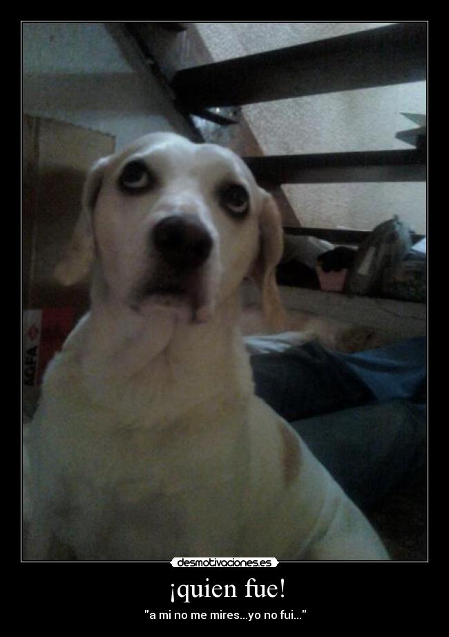 ¡quien fue! - a mi no me mires...yo no fui...