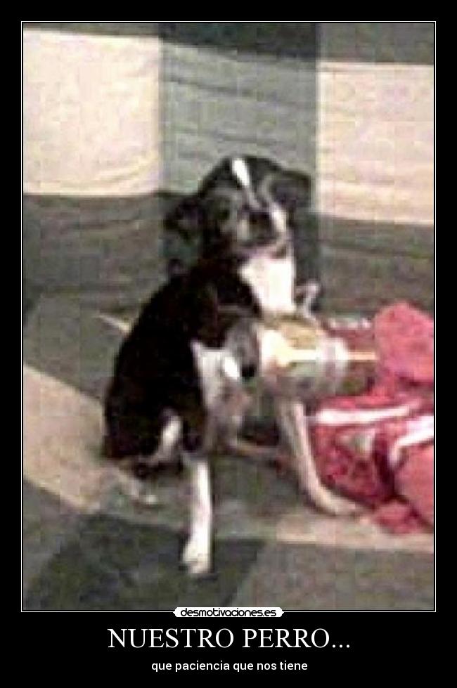 Imágenes y Carteles de PICHI Pag. 6 Desmotivaciones