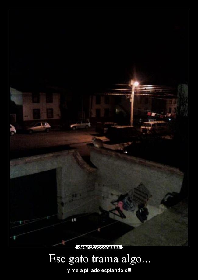 Ese gato trama algo... - y me a pillado espiandolo!!!