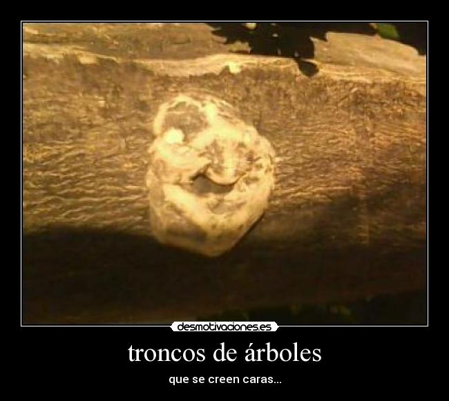 troncos de árboles - que se creen caras...