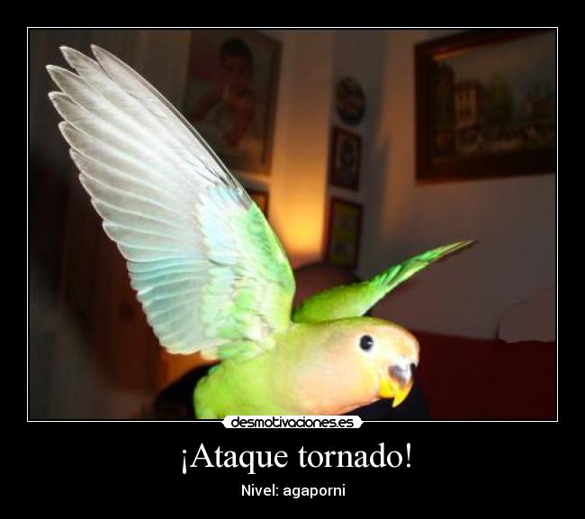 ¡Ataque tornado! -