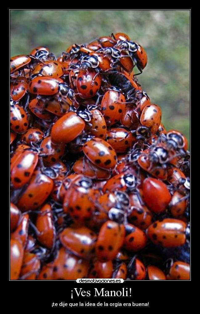 ¡Ves Manoli! - ¡te dije que la idea de la orgía era buena!