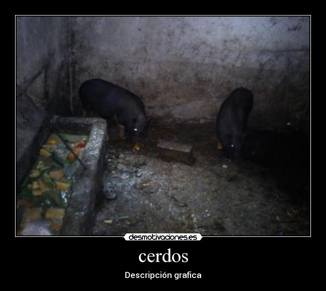 cerdos - Descripción grafica