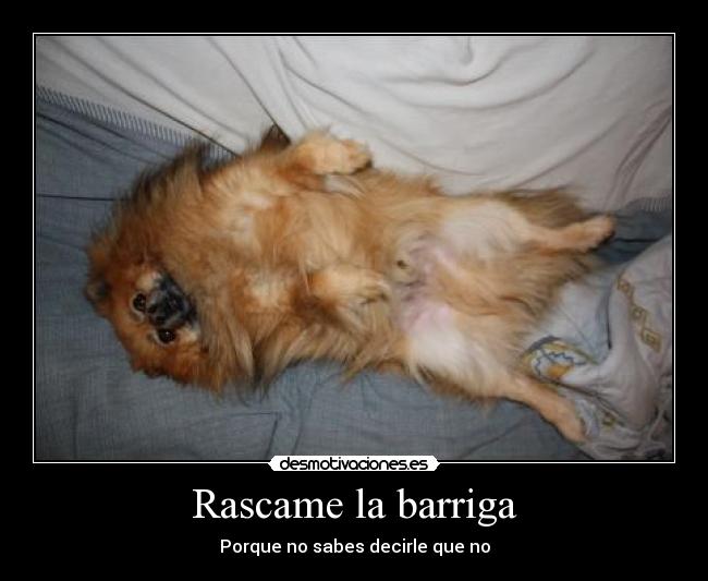 carteles perro cosquillas mascota desmotivaciones