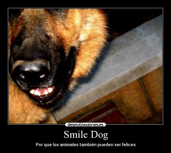 Smile Dog - 