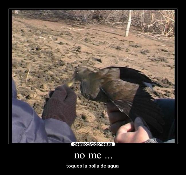 no me ... -