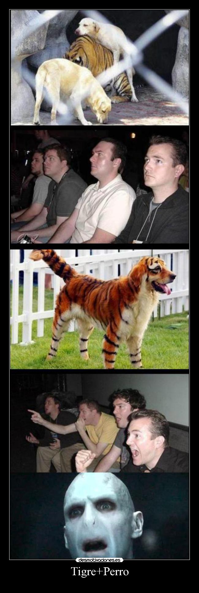 Tigre+Perro - 