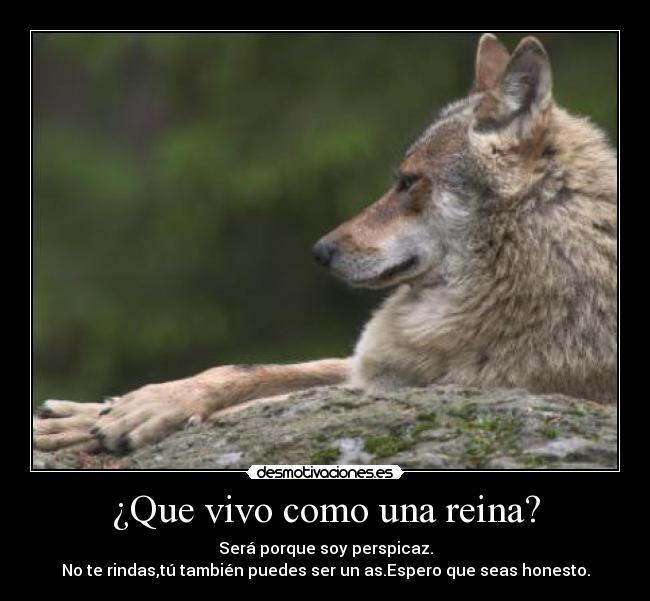 ¿Que vivo como una reina? - Será porque soy perspicaz.
No te rindas,tú también puedes ser un as.Espero que seas honesto.