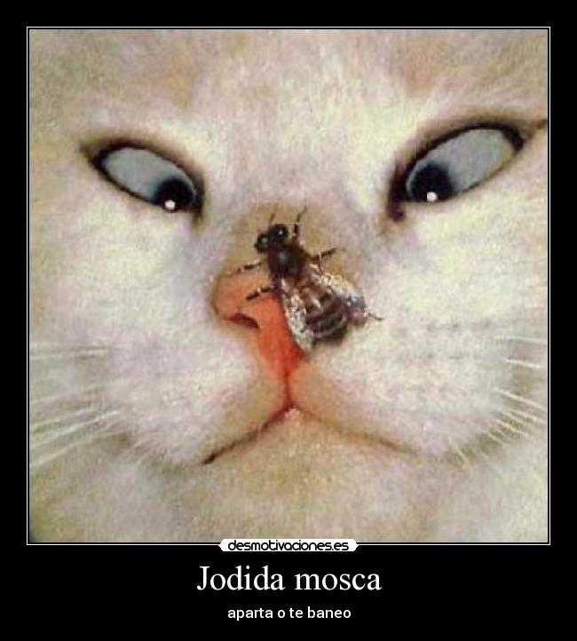 Jodida mosca - 