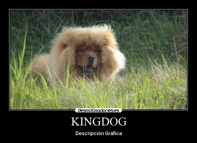 KINGDOG - Descripción Gráfica