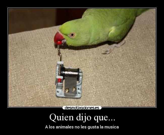 Quien dijo que... - A los animales no les gusta la musica