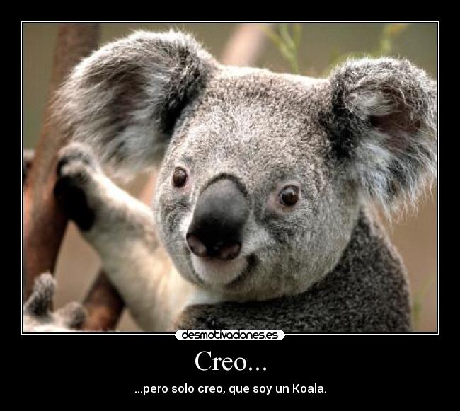 Creo... - ...pero solo creo, que soy un Koala.