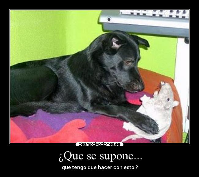 ¿Que se supone... - que tengo que hacer con esto ?