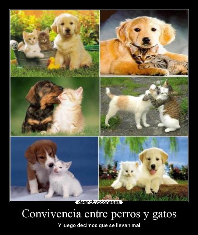 Convivencia entre perros y gatos - Y luego decimos que se llevan mal