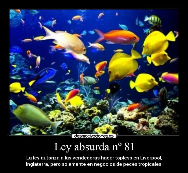 Ley absurda nº 81 - La ley autoriza a las vendedoras hacer topless en Liverpool,
Inglaterra, pero solamente en negocios de peces tropicales.