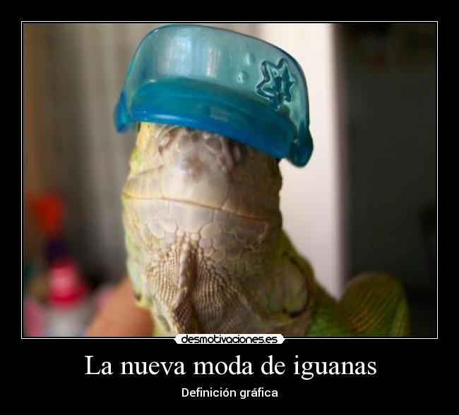 La nueva moda de iguanas - Definición gráfica