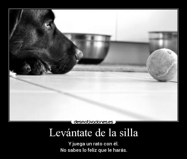carteles levantate silla juega pelota perro feliz desmotivaciones