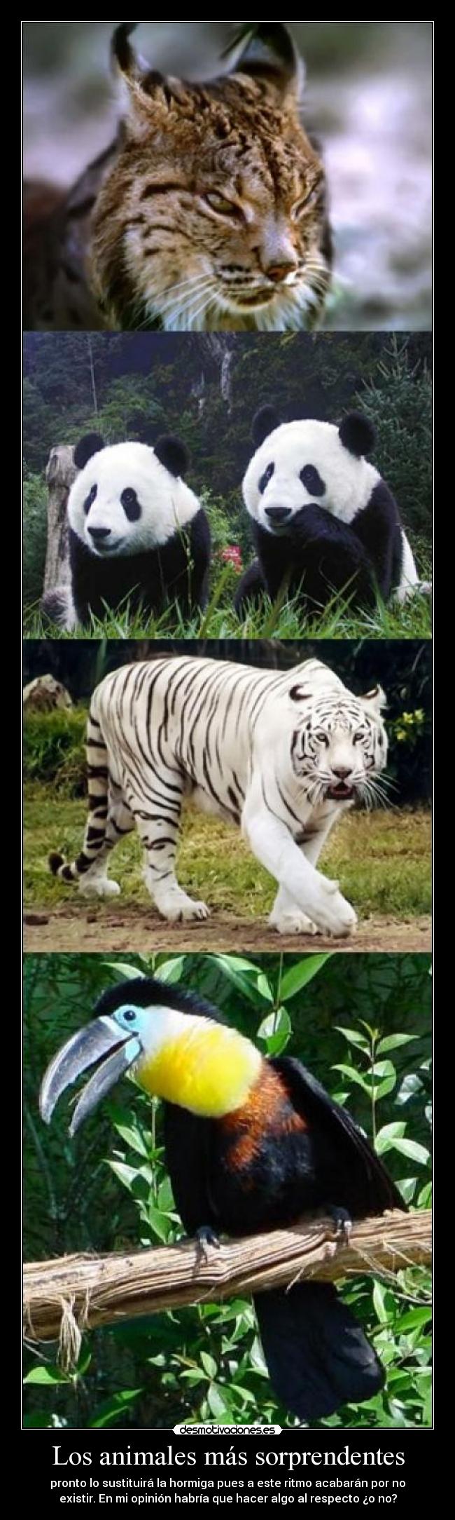 Los animales más sorprendentes - pronto lo sustituirá la hormiga pues a este ritmo acabarán por no
existir. En mi opinión habría que hacer algo al respecto ¿o no?