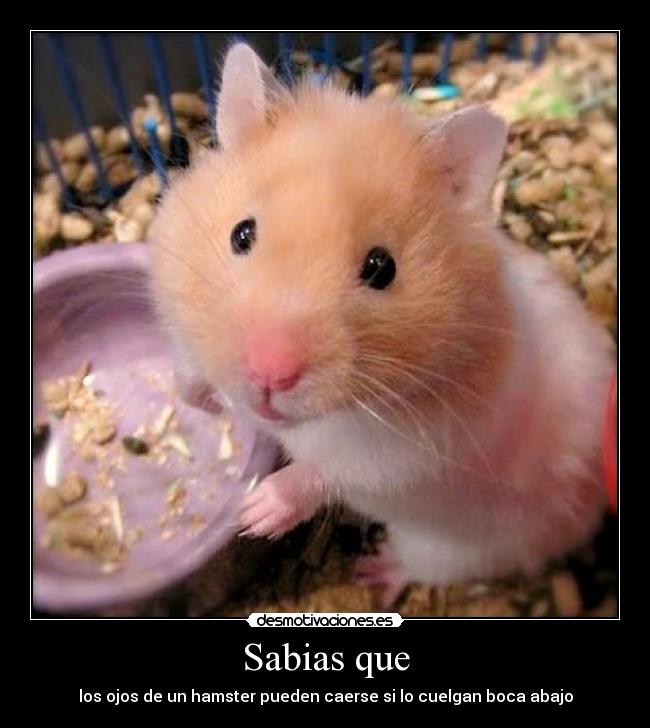 Sabias que - los ojos de un hamster pueden caerse si lo cuelgan boca abajo