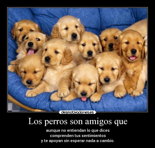 carteles amigos perros amigos no maltrato desmotivaciones
