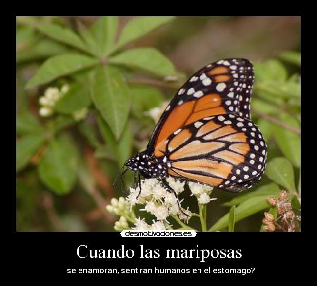 Cuando las mariposas -   se enamoran, sentirán humanos en el estomago?