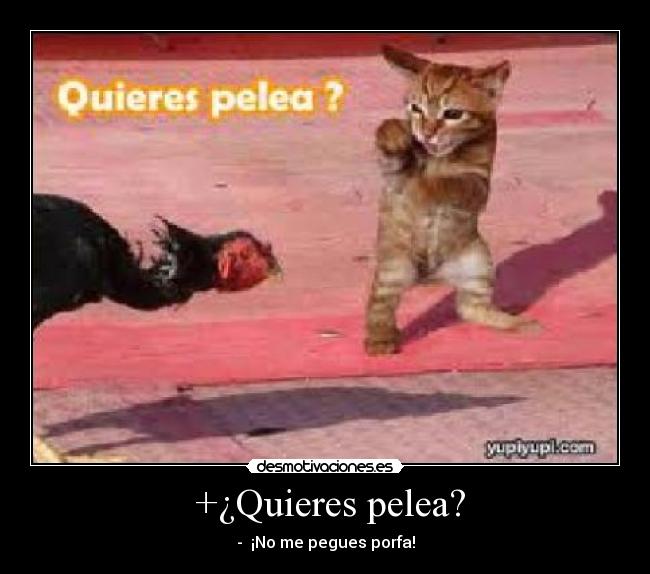 +¿Quieres pelea? - - ¡No me pegues porfa!