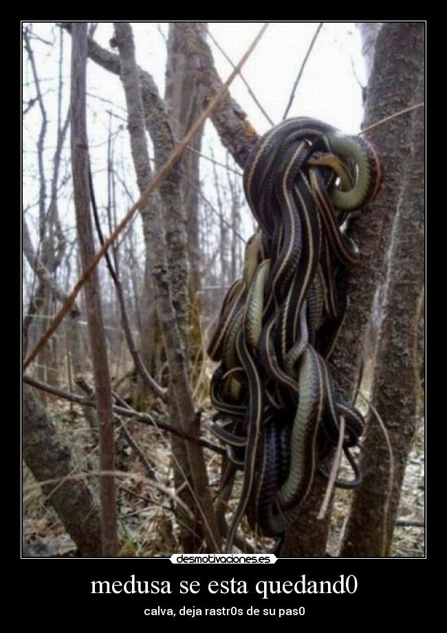 medusa se esta quedand0 -