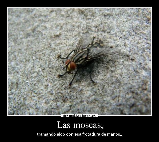 Las moscas, -