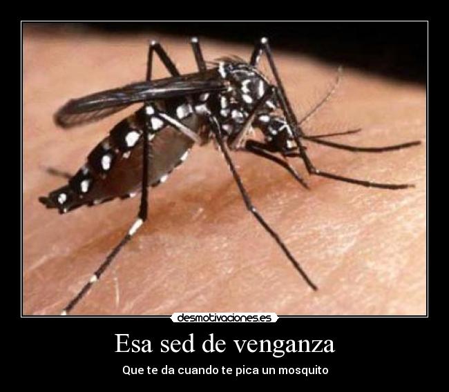 Esa sed de venganza - Que te da cuando te pica un mosquito