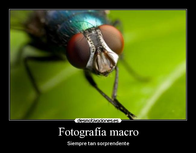 Fotografía macro - Siempre tan sorprendente