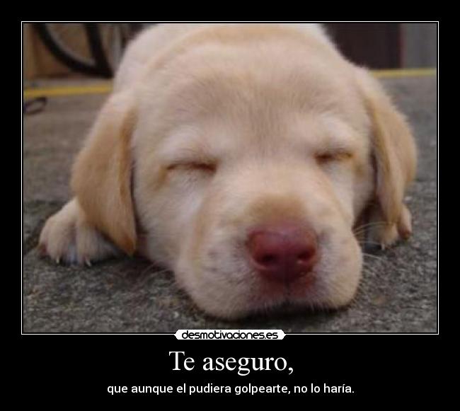 carteles perro lindo dile maltrato animal golpe apoya foto desmotivaciones