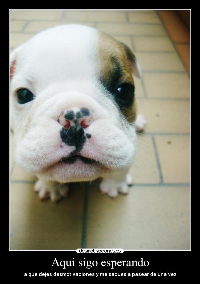 Aquí sigo esperando -