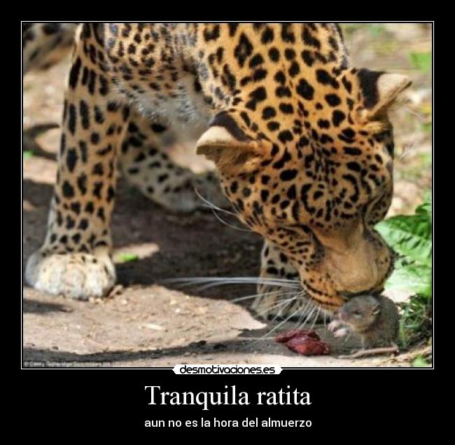Tranquila ratita - aun no es la hora del almuerzo