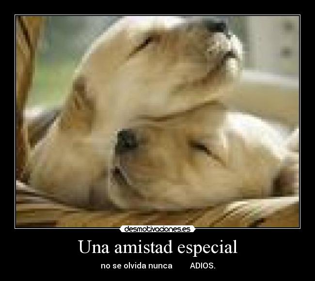 Una amistad especial - no se olvida nunca         ADIOS.