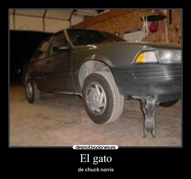 El gato - de chuck norris