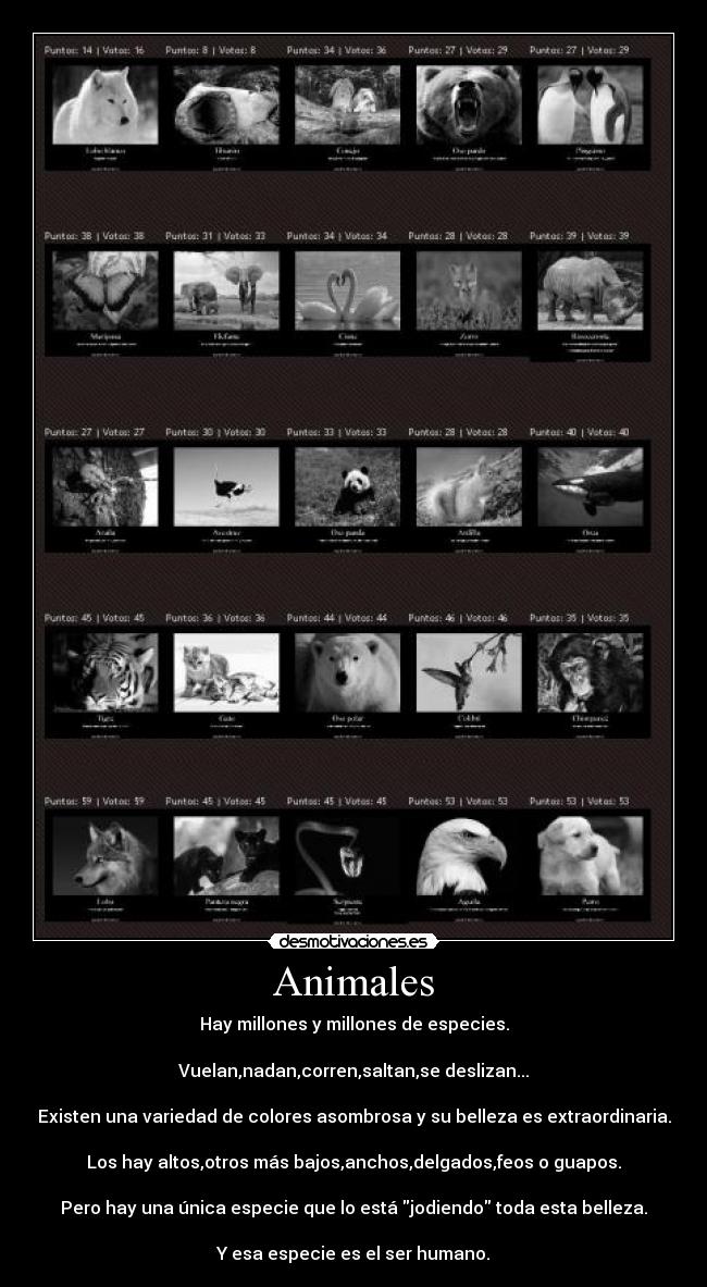 Animales - 