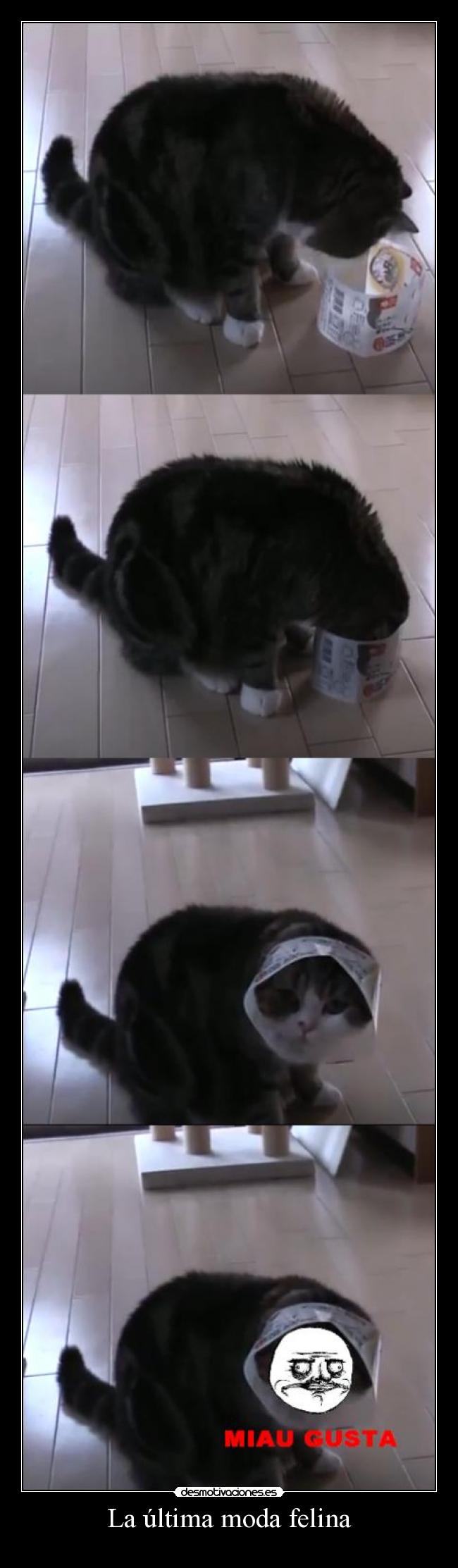 carteles ultima moda felina desmotivaciones