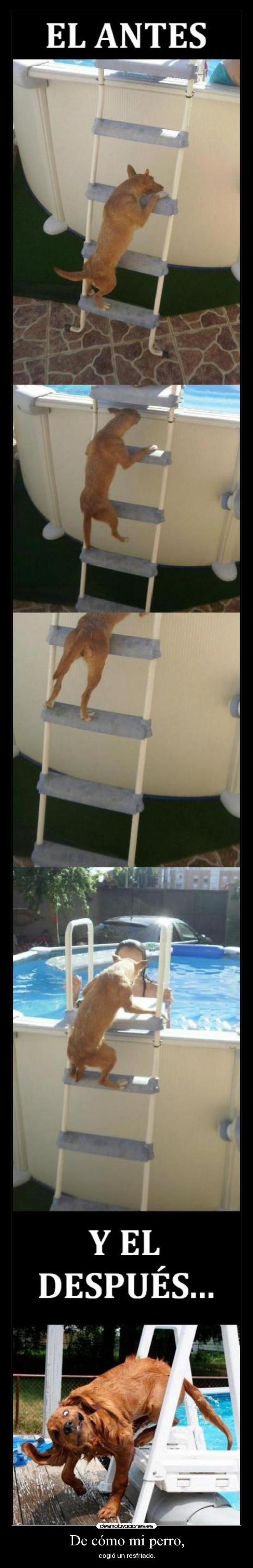 De cómo mi perro, - 