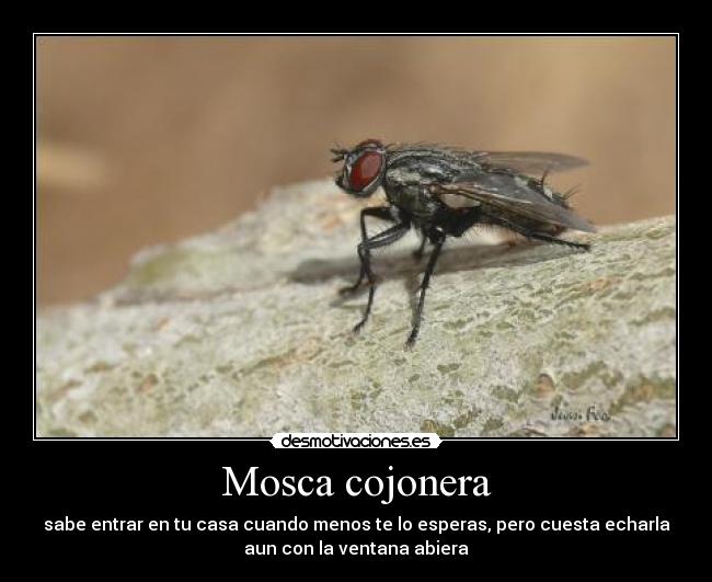 Mosca cojonera - sabe entrar en tu casa cuando menos te lo esperas, pero cuesta echarla
aun con la ventana abiera