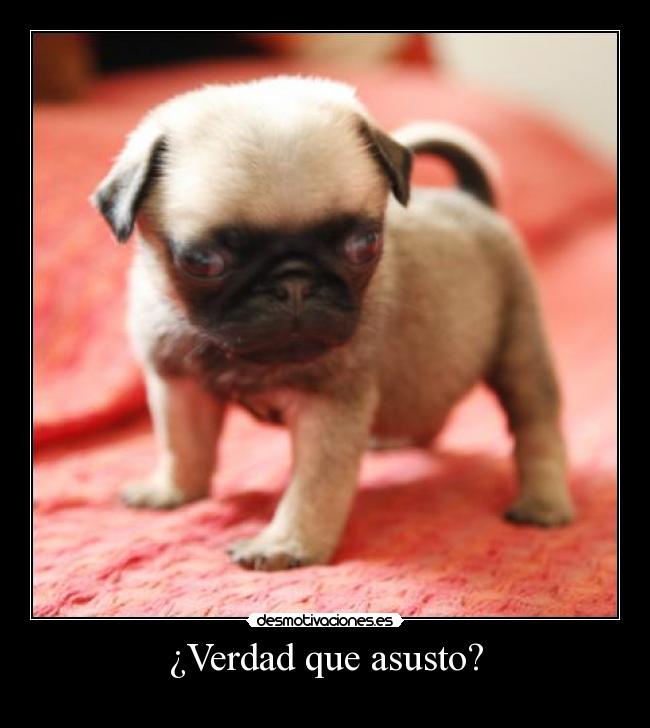 ¿Verdad que asusto? - 