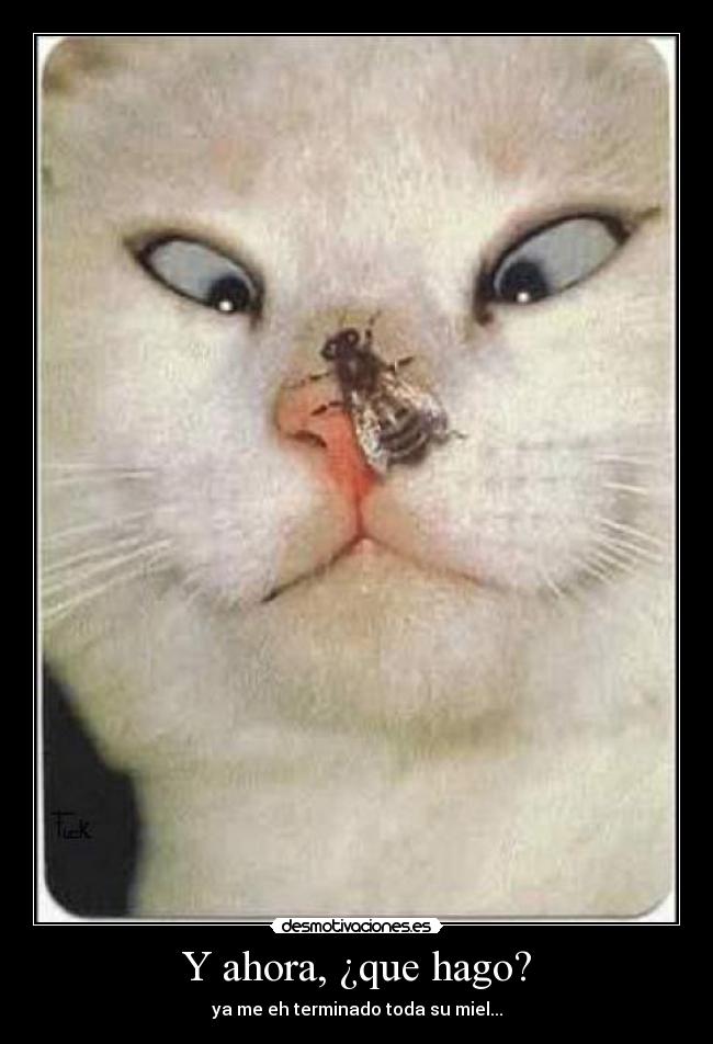Y ahora, ¿que hago? - 
