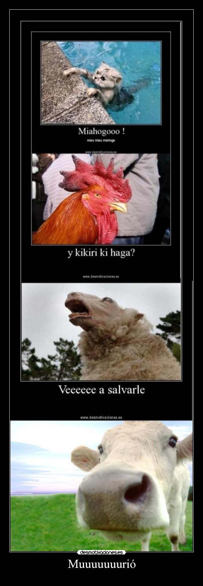 carteles gatosgallina oveja vaca desmotivaciones