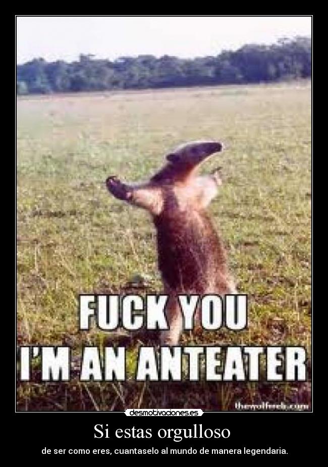 Si estas orgulloso  - 