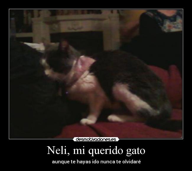 Neli, mi querido gato - aunque te hayas ido nunca te olvidaré