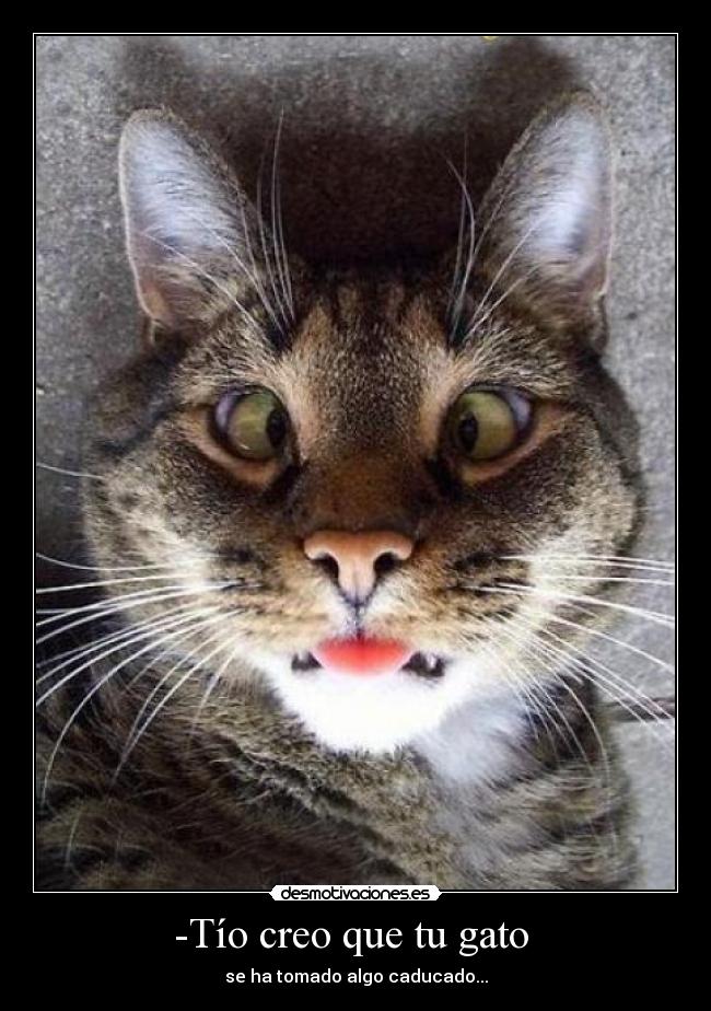 -Tío creo que tu gato  - 