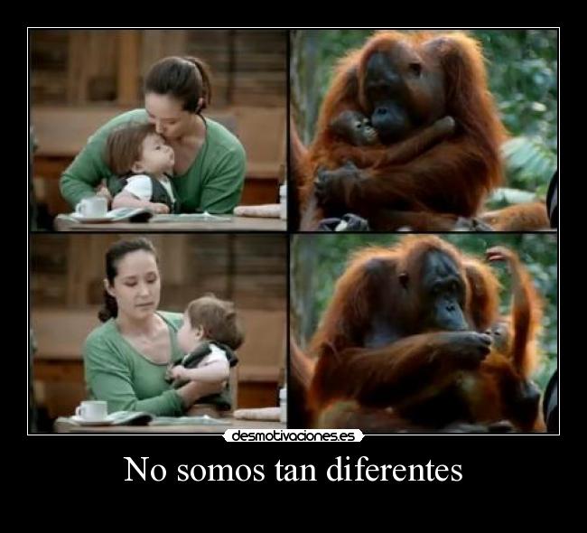 No somos tan diferentes -     