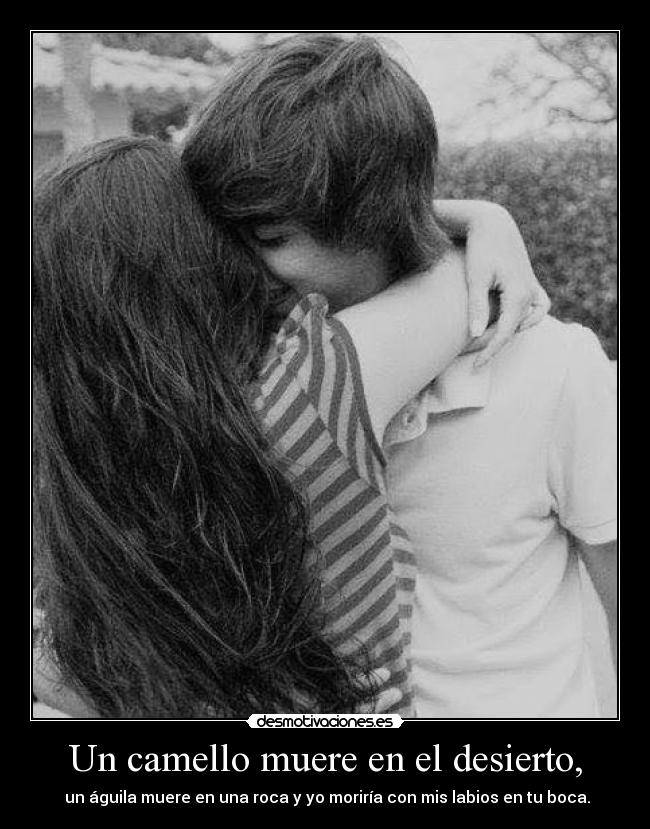 Un camello muere en el desierto, -