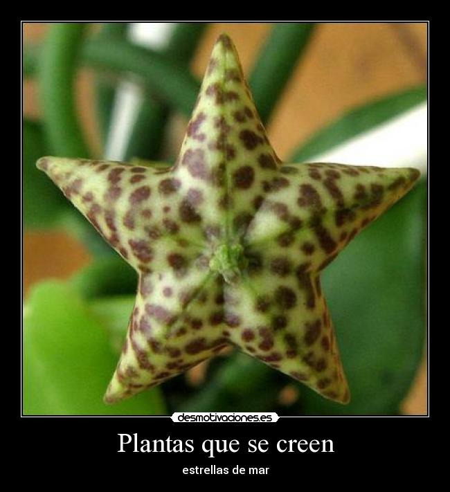 Plantas que se creen - estrellas de mar