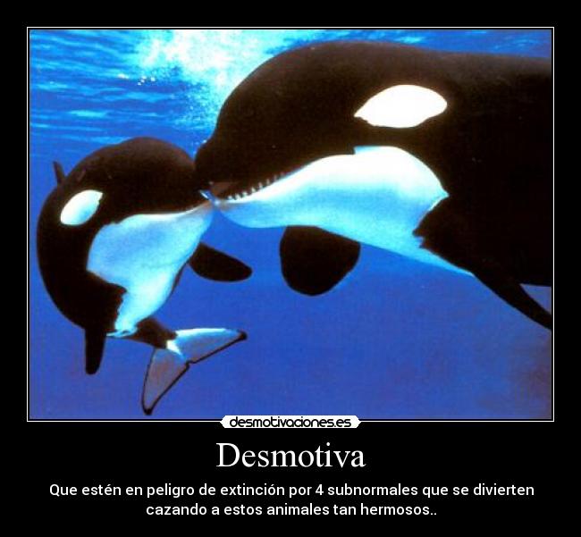 carteles orcas desmotivaciones