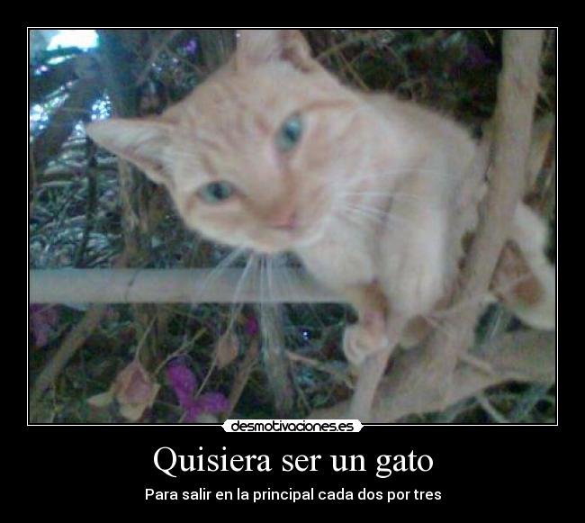 Quisiera ser un gato - Para salir en la principal cada dos por tres